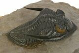 Gorgeous Zlichovaspis Trilobite - Orange Eye Preservation #334842-1